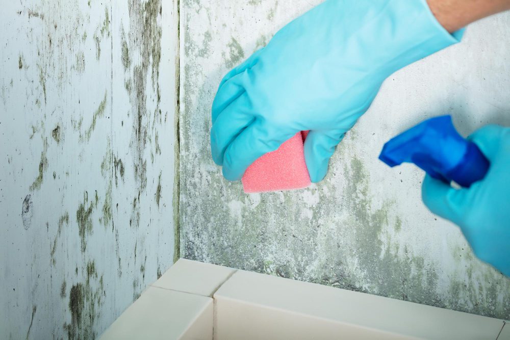 best mold cleaning products