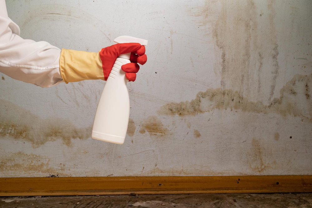 how to get rid of black mold safely