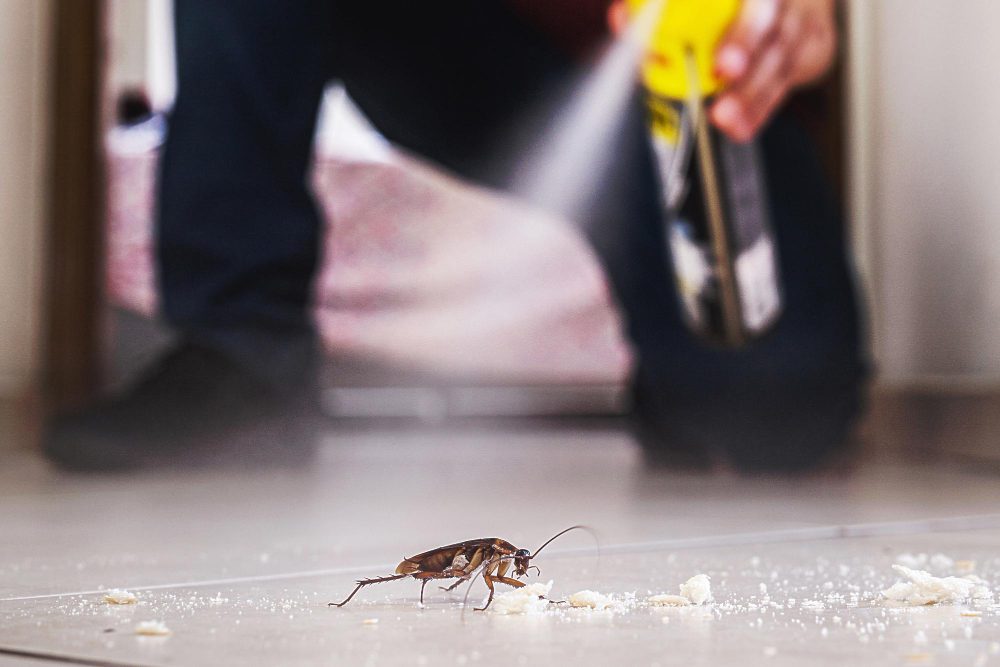 how to get rid of gnats in the kitchen