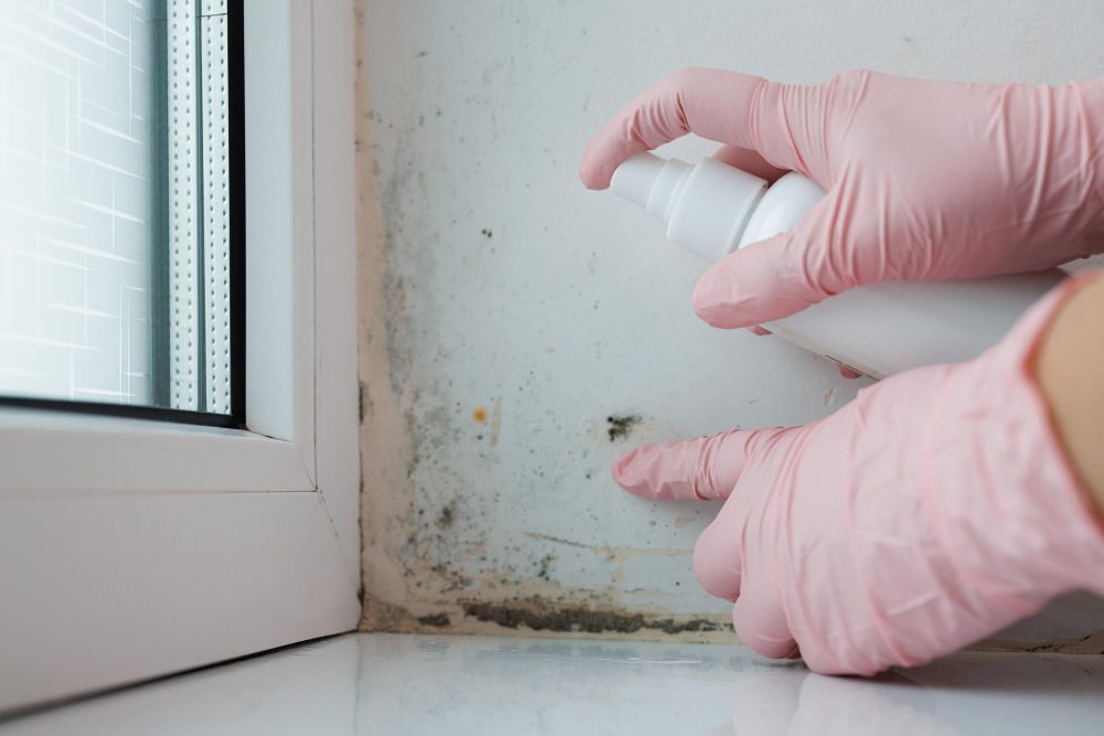 professional mold cleaning Minnesota